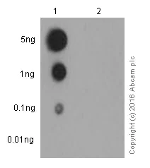 Dot Blot - Anti-Glucose Transporter GLUT4 (phospho S488) antibody [EPR930(2)] - BSA and Azide free (AB250949)