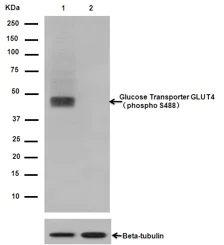 Western blot - Anti-Glucose Transporter GLUT4 (phospho S488) antibody [EPR930(2)] - BSA and Azide free (AB250949)