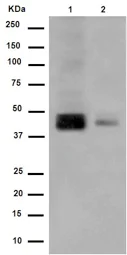 Western blot - Anti-Glucose Transporter GLUT4 (phospho S488) antibody [EPR930(2)] - BSA and Azide free (AB250949)