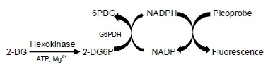 Schematic Diagram - Glucose Uptake Assay Kit (Fluorometric) (AB136956)