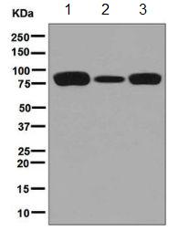 Western blot - Anti-Glucosidase 2 subunit beta antibody [EPR8046] - BSA and Azide free (AB248669), expandable thumbnail