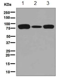 Western blot - Anti-Glucosidase 2 subunit beta antibody [EPR8046] - BSA and Azide free (AB248669)