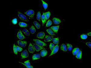 Immunocytochemistry/ Immunofluorescence - Anti-Glucosidase 2 subunit beta antibody [EPR8047] (AB129098), expandable thumbnail