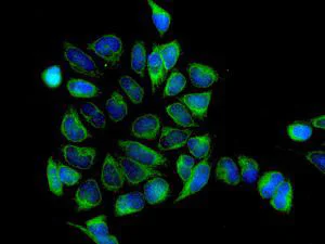 Immunocytochemistry/ Immunofluorescence - Anti-Glucosidase 2 subunit beta antibody [EPR8047] - BSA and Azide free (AB248297)