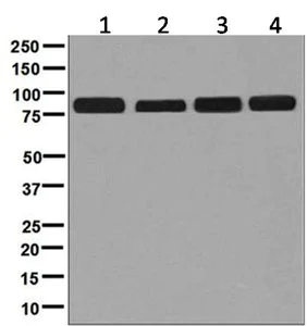 Western blot - Anti-Glucosidase 2 subunit beta antibody [EPR8047] - BSA and Azide free (AB248297)