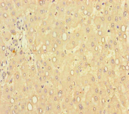 Immunohistochemistry (Formalin/PFA-fixed paraffin-embedded sections) - Anti-Glucuronic Acid Epimerase/GLCE antibody (AB236088)