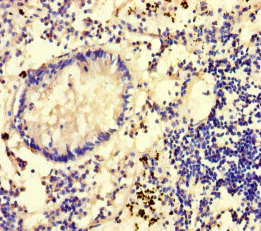 Immunohistochemistry (Formalin/PFA-fixed paraffin-embedded sections) - Anti-Glucuronic Acid Epimerase/GLCE antibody (AB236088)