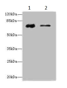 Western blot - Anti-Glucuronic Acid Epimerase/GLCE antibody (AB236088)