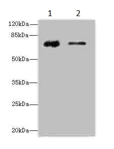 Western blot - Anti-Glucuronic Acid Epimerase/GLCE antibody (AB236088)