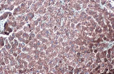Immunohistochemistry (Formalin/PFA-fixed paraffin-embedded sections) - Anti-GLUD1 antibody (AB153973)