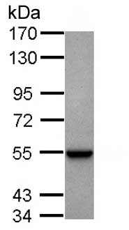 Western blot - Anti-GLUD1 antibody (AB153973), expandable thumbnail