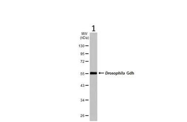 Western blot - Anti-GLUD1 antibody (AB153973)