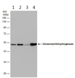 Western blot - Anti-GLUD1 antibody (AB153973)