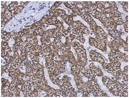 Immunohistochemistry (Formalin/PFA-fixed paraffin-embedded sections) - Anti-GLUD1 + GLUD2 antibody (AB154027)