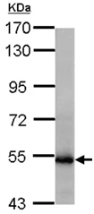 Western blot - Anti-GLUD1 + GLUD2 antibody (AB154027)