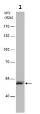 Western blot - Anti-GLUD1 + GLUD2 antibody (AB154027)