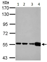 Western blot - Anti-GLUD1 + GLUD2 antibody (AB154027)