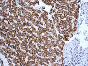 Immunohistochemistry (Formalin/PFA-fixed paraffin-embedded sections) - Anti-GLUD1 + GLUD2 antibody [EPR11369(B)] - BSA and Azide free (AB249357)