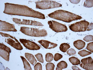 Immunohistochemistry (Formalin/PFA-fixed paraffin-embedded sections) - Anti-GLUD1 + GLUD2 antibody [EPR11369(B)] - BSA and Azide free (AB249357)
