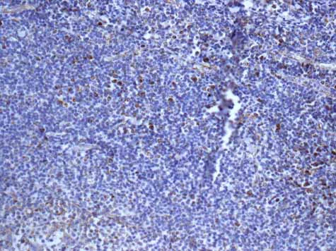 Immunohistochemistry (Formalin/PFA-fixed paraffin-embedded sections) - Anti-GLUD1 + GLUD2 antibody [EPR11369(B)] - BSA and Azide free (AB249357)