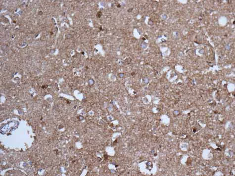 Immunohistochemistry (Formalin/PFA-fixed paraffin-embedded sections) - Anti-GLUD1 + GLUD2 antibody [EPR11369(B)] - BSA and Azide free (AB249357)