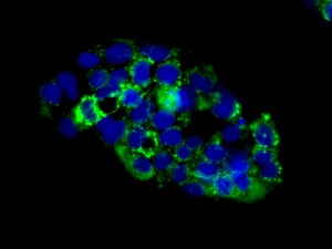 Immunocytochemistry/ Immunofluorescence - Anti-GLUD1 + GLUD2 antibody [EPR11370] (AB168352), expandable thumbnail
