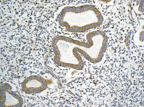 Immunohistochemistry (Formalin/PFA-fixed paraffin-embedded sections) - Anti-GLUD1 + GLUD2 antibody [EPR11370] (AB168352), expandable thumbnail