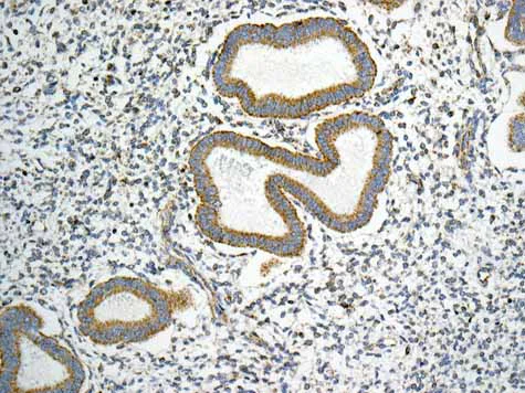 Immunohistochemistry (Formalin/PFA-fixed paraffin-embedded sections) - Anti-GLUD1 + GLUD2 antibody [EPR11370] (AB168352)