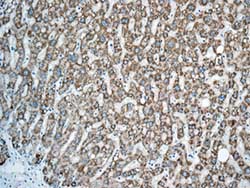 Immunohistochemistry (Formalin/PFA-fixed paraffin-embedded sections) - Anti-GLUD1 + GLUD2 antibody [EPR11370] (ab168352), expandable thumbnail