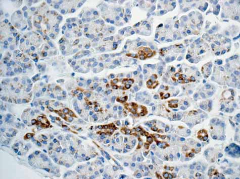 Immunohistochemistry (Formalin/PFA-fixed paraffin-embedded sections) - Anti-GLUD1 + GLUD2 antibody [EPR11370] - BSA and Azide free (AB228340)