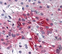 Immunohistochemistry (Formalin/PFA-fixed paraffin-embedded sections) - Anti-GluK1 antibody (AB118891)