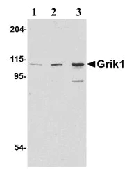 Western blot - Anti-GluK1 antibody (AB67316)