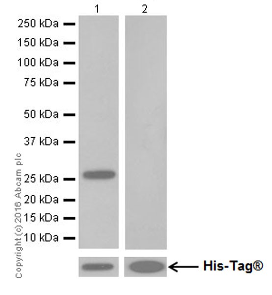 Western blot - Anti-GluN2C antibody [EPR19046] (AB192831), expandable thumbnail