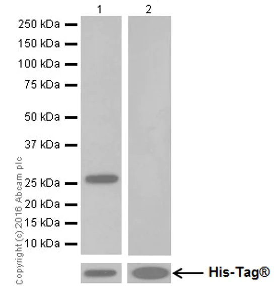 Western blot - Anti-GluN2C antibody [EPR19046] (AB192831)
