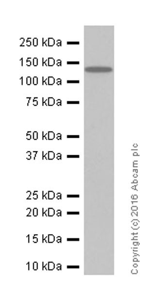 Western blot - Anti-GluN2C antibody [EPR19094] (AB182277)