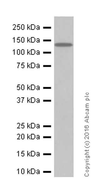 Western blot - Anti-GluN2C antibody [EPR19094] - BSA and Azide free (AB250609)