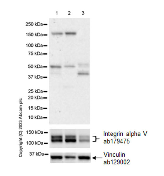 Western blot - Anti-GluN2D antibody [EPR28378-56] - BSA and Azide free (AB314665), expandable thumbnail