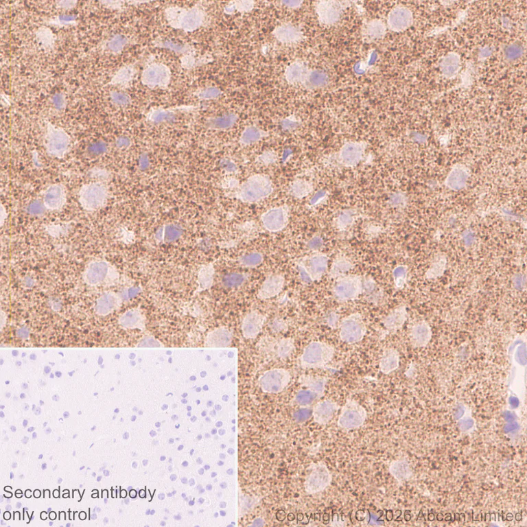 Immunohistochemistry (Formalin/PFA-fixed paraffin-embedded sections) - Anti-GluN2D antibody [EPR30355-38] (AB326329)