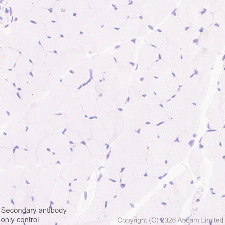 Immunohistochemistry (Formalin/PFA-fixed paraffin-embedded sections) - Anti-GluN2D antibody [EPR30355-38] (AB326329)