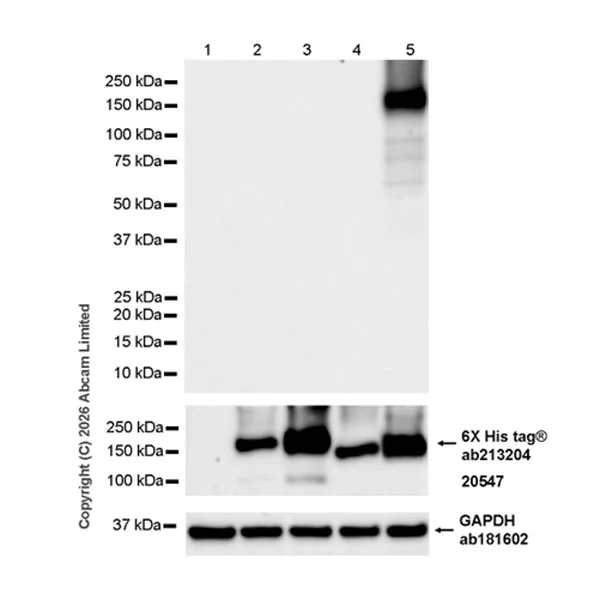 Western blot - Anti-GluN2D antibody [EPR30355-38] (AB326329)
