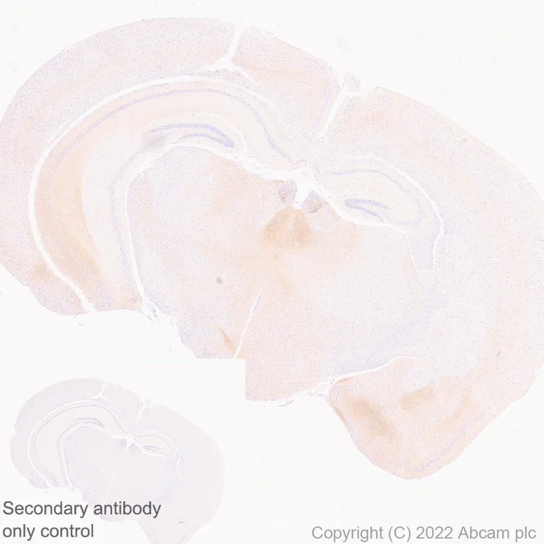 Immunohistochemistry (Formalin/PFA-fixed paraffin-embedded sections) - Anti-GluN3A+GluN3B antibody [EPR25287-45] (AB302534)