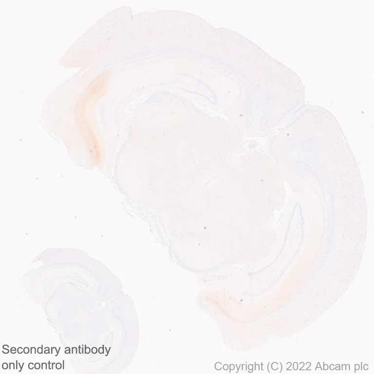 Immunohistochemistry (Formalin/PFA-fixed paraffin-embedded sections) - Anti-GluN3A+GluN3B antibody [EPR25287-45] (AB302534)
