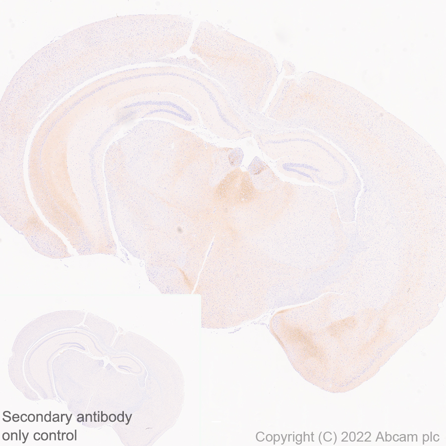 Immunohistochemistry (Formalin/PFA-fixed paraffin-embedded sections) - Anti-GluN3A+GluN3B antibody [EPR25287-45] (BSA and Azide free) (AB302535), expandable thumbnail