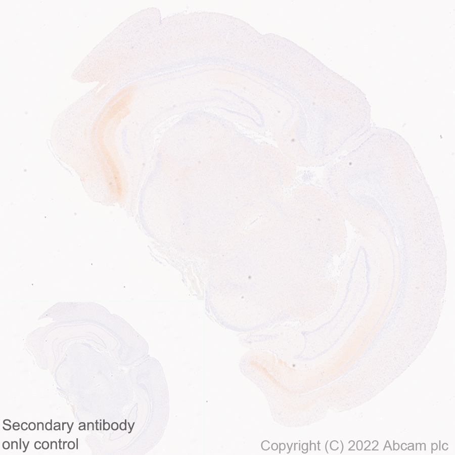 Immunohistochemistry (Formalin/PFA-fixed paraffin-embedded sections) - Anti-GluN3A+GluN3B antibody [EPR25287-45] (BSA and Azide free) (AB302535), expandable thumbnail