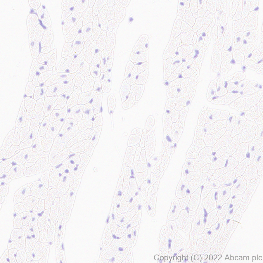 Immunohistochemistry (Formalin/PFA-fixed paraffin-embedded sections) - Anti-GluN3A+GluN3B antibody [EPR25287-45] (BSA and Azide free) (ab302535), expandable thumbnail