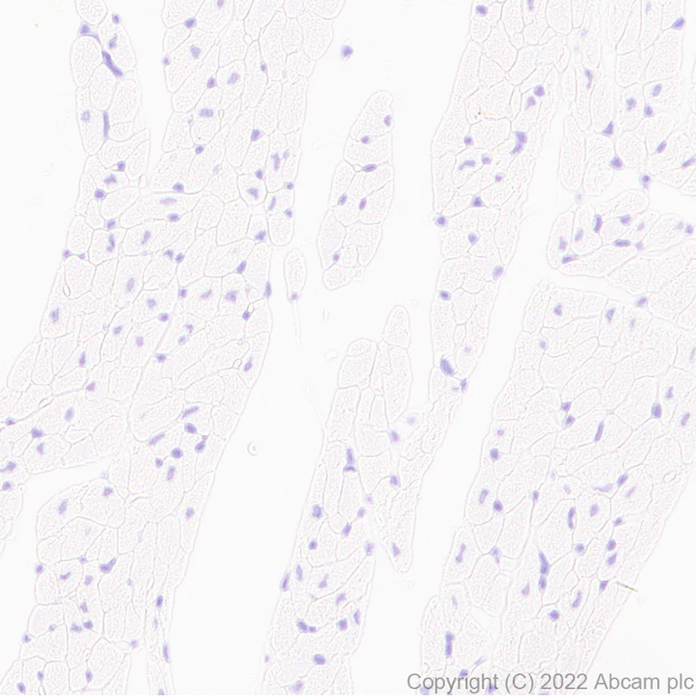 Immunohistochemistry (Formalin/PFA-fixed paraffin-embedded sections) - Anti-GluN3A+GluN3B antibody [EPR25287-45] (BSA and Azide free) (AB302535)