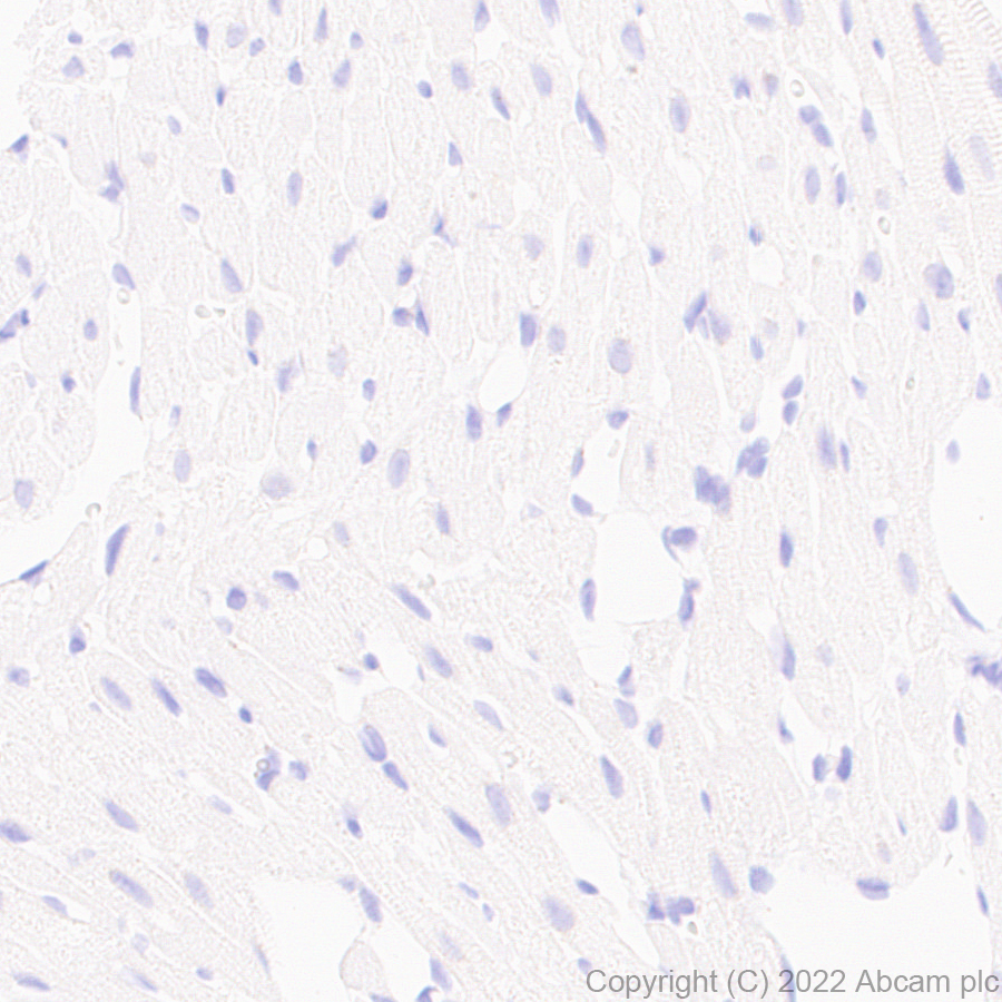 Immunohistochemistry (Formalin/PFA-fixed paraffin-embedded sections) - Anti-GluN3A+GluN3B antibody [EPR25287-45] (BSA and Azide free) (ab302535), expandable thumbnail