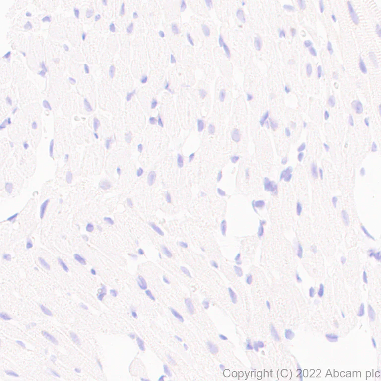 Immunohistochemistry (Formalin/PFA-fixed paraffin-embedded sections) - Anti-GluN3A+GluN3B antibody [EPR25287-45] (BSA and Azide free) (AB302535)
