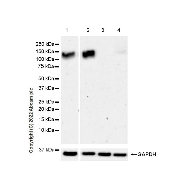 Western blot - Anti-GluN3A+GluN3B antibody [EPR25287-45] (BSA and Azide free) (AB302535), expandable thumbnail