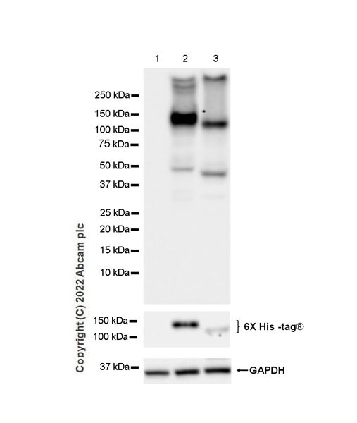 Western blot - Anti-GluN3A+GluN3B antibody [EPR25287-45] (BSA and Azide free) (AB302535), expandable thumbnail